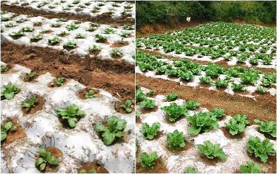 讓種植更高效嘉施利菜鮮生領先一步