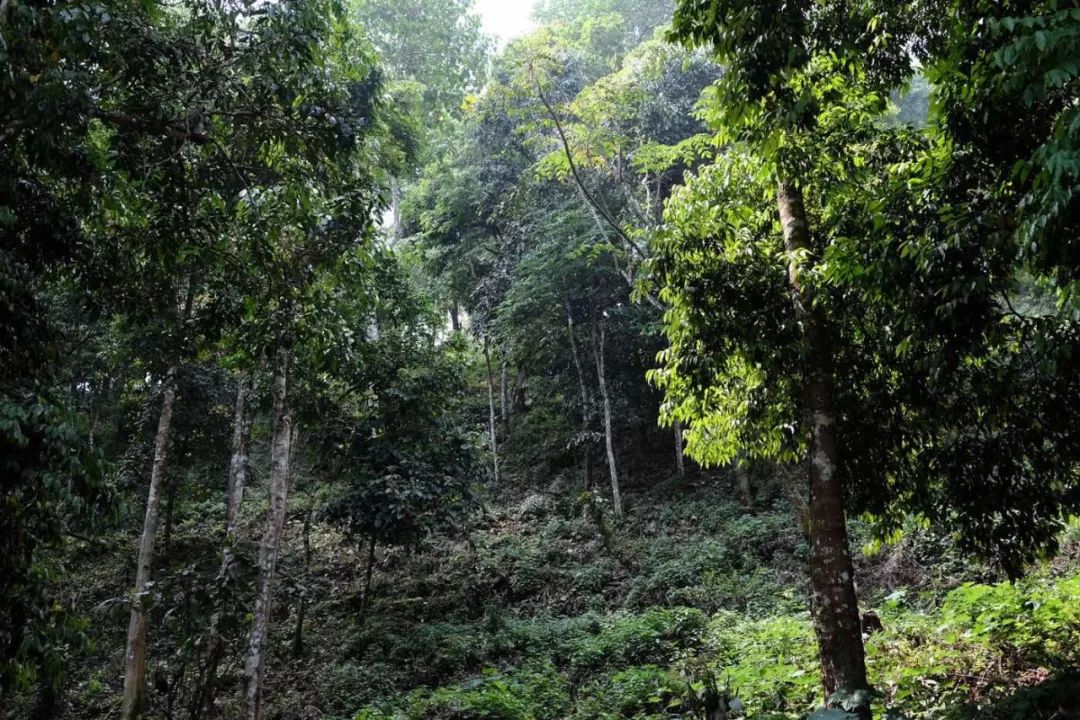 原始森林有我們認養的野生茶樹素元的愛木之心