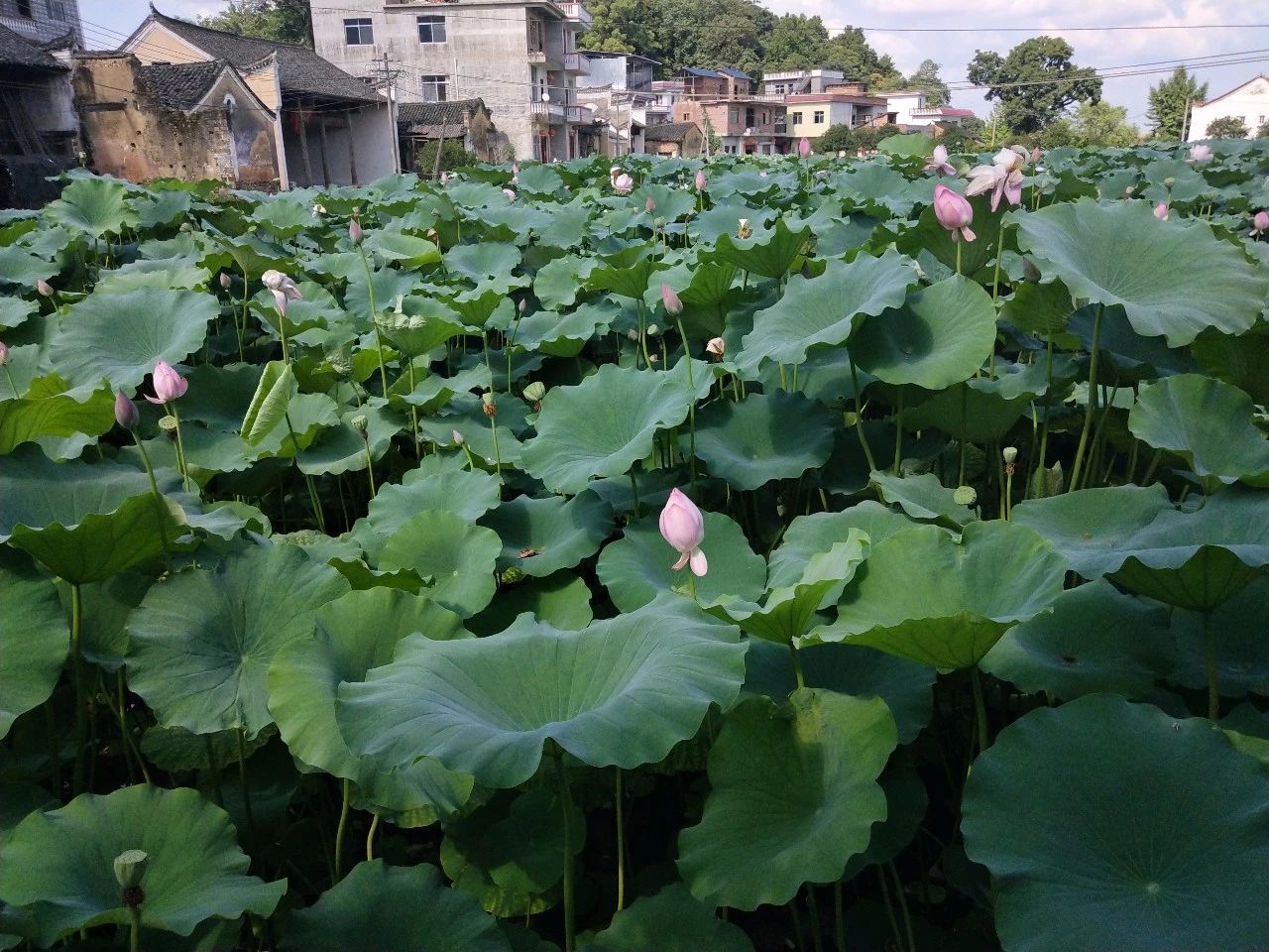 走进明吏部侍郎赵献素的故乡莲花盛开的白塘