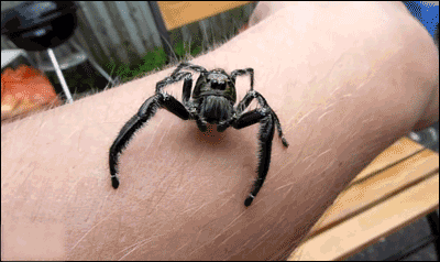24条腿的蜘蛛图片
