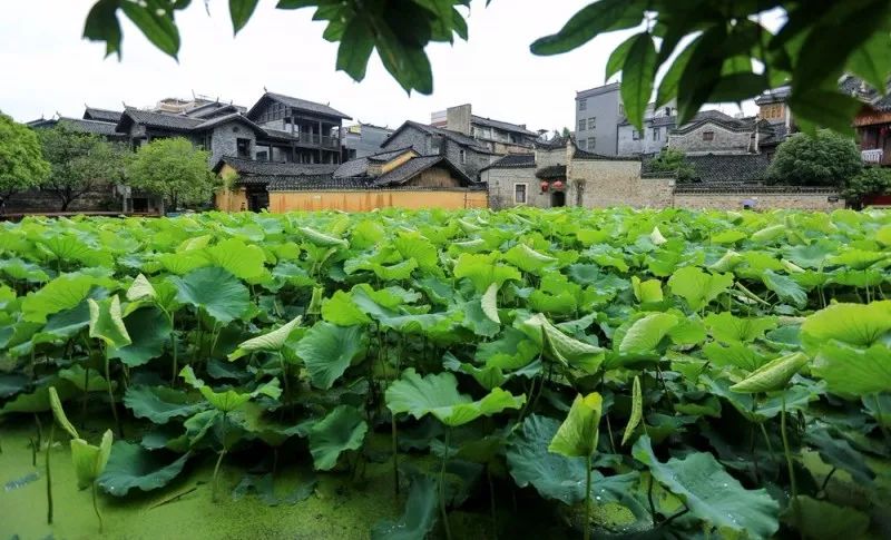 胡家塘是乾州古城独具特色的景点之一,占地约2800多平方米.