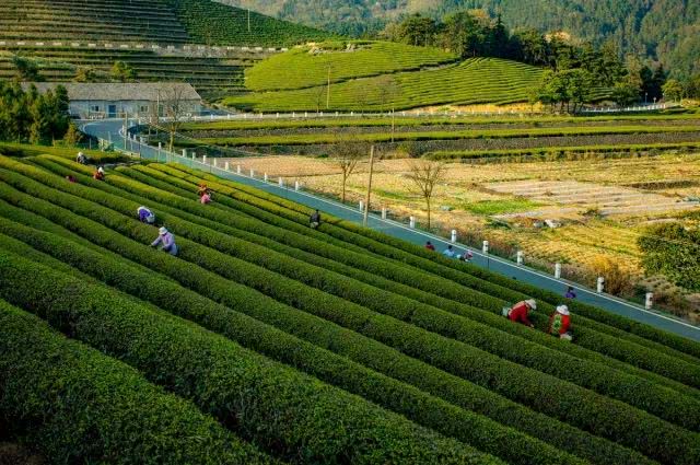 所"挂牌茶场,同时茶场更名为宁波福泉山茶场(宁波市茶叶科学研究所)