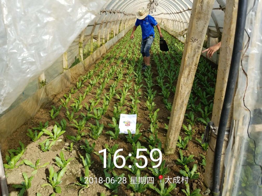 油麦菜种植全过程图片