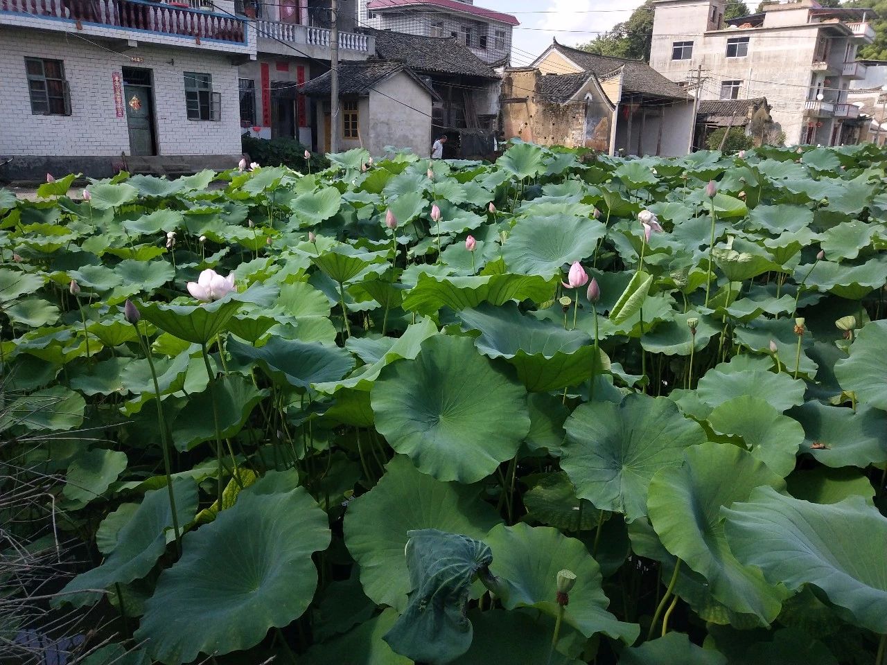 香荷叶生时春恨生,荷叶枯时秋恨成不管垂杨珠泪进,滴碎荷声千顷白塘村