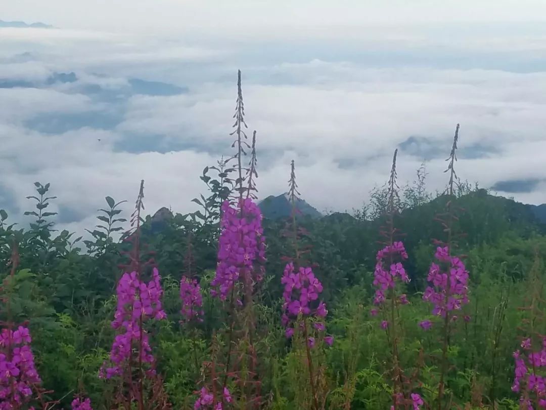 极为壮观!平山雨后多景区现云海美景!