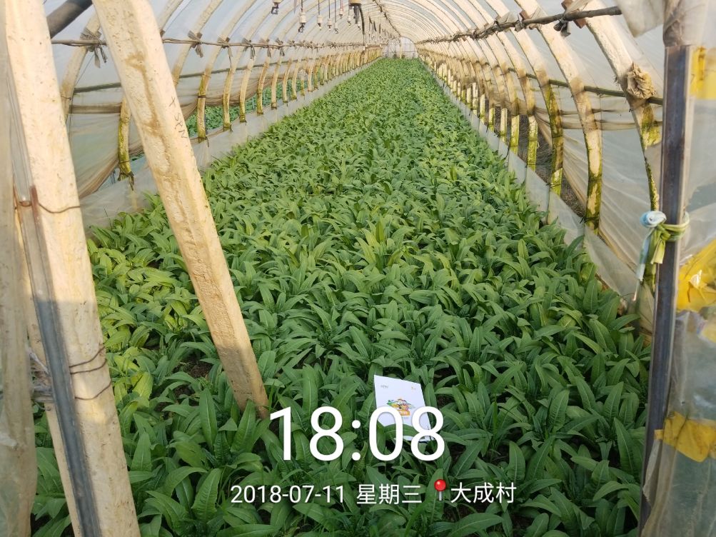 油麦菜种植全过程图片