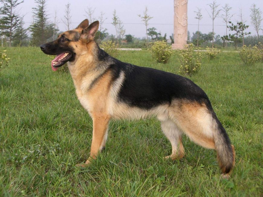 源自中国的四大狼犬第三种被称为狼犬代表第四种听名字就威武