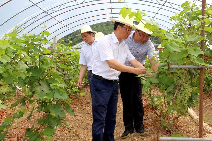 旬阳县委书记马赟图片