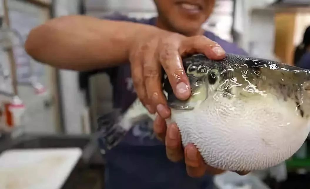 河豚膨脹的時候如果用針扎一下會怎麼樣