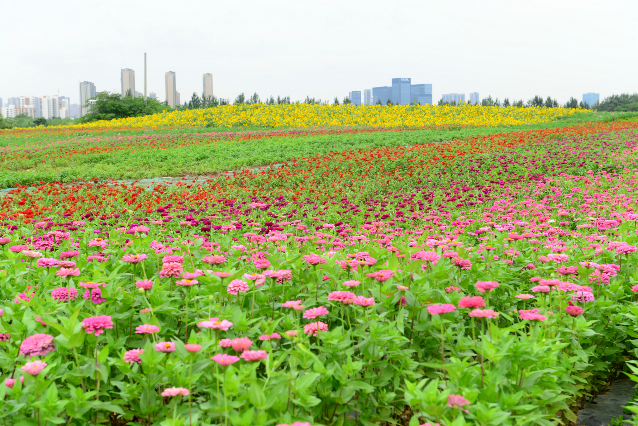 西安灞桥花海小镇图片