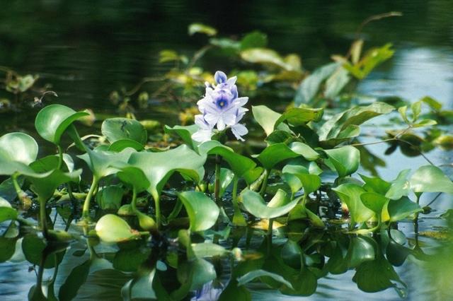 池塘里的水生植物大全(池塘里的水生植物大全简笔画)