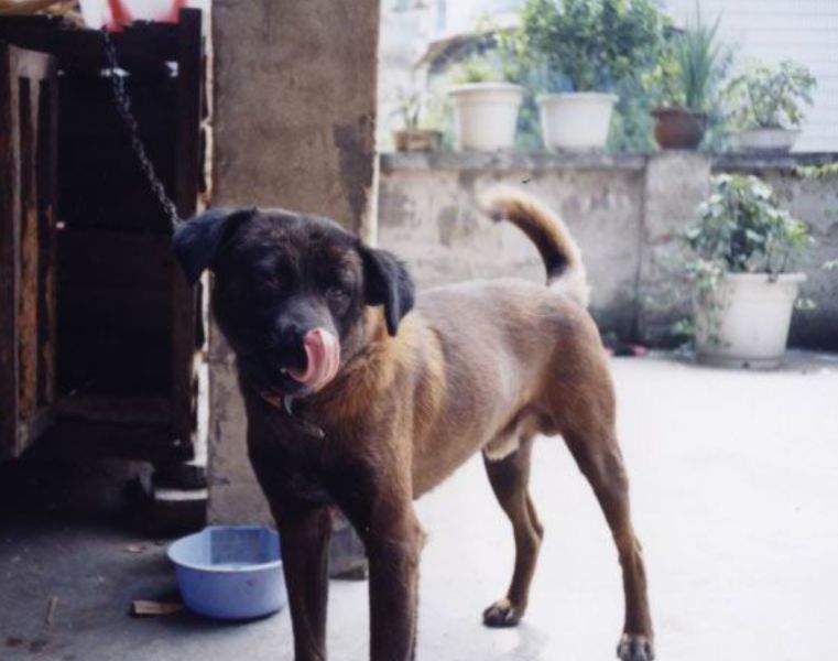 青川犬是天生的山地猎犬,当地人叫它撵山狗,喜欢成群结队一起出去狩猎