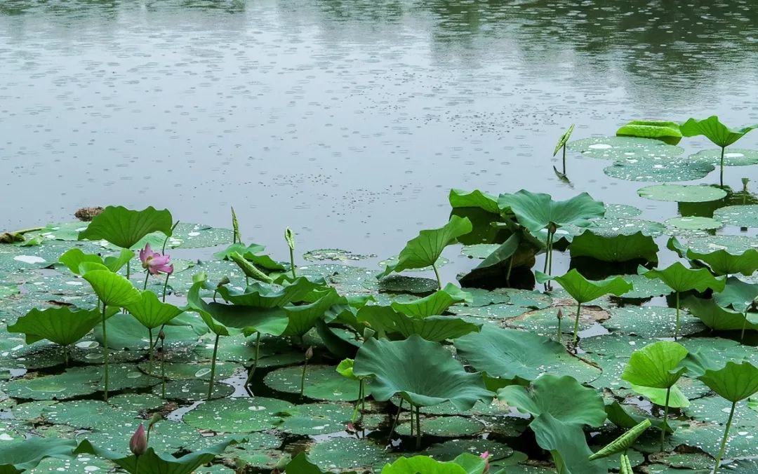 【美景】雨中濱河森林公園,雲霧縹緲如仙境,景色別樣好