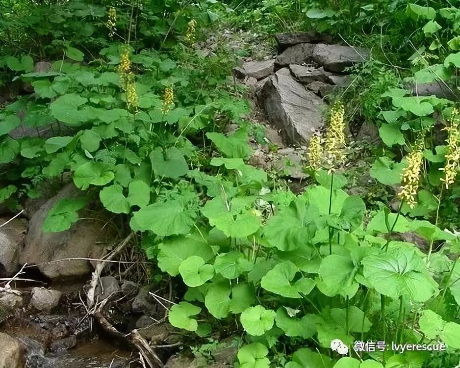 马蹄叶的功效与作用图片