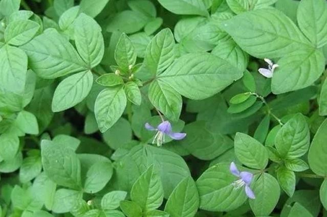 这种野菜的花 初开是粉紫色 慢慢变成白色 可采摘其嫩叶食用