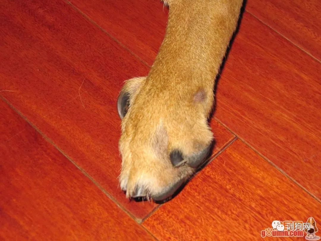 对于一些特殊的狗狗,比如长时间没剪指甲的狗狗,血线已经很长了,这