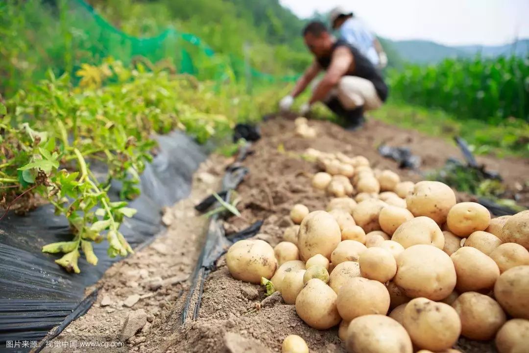 会种地系列怎么科学施肥才能确保马铃薯高产