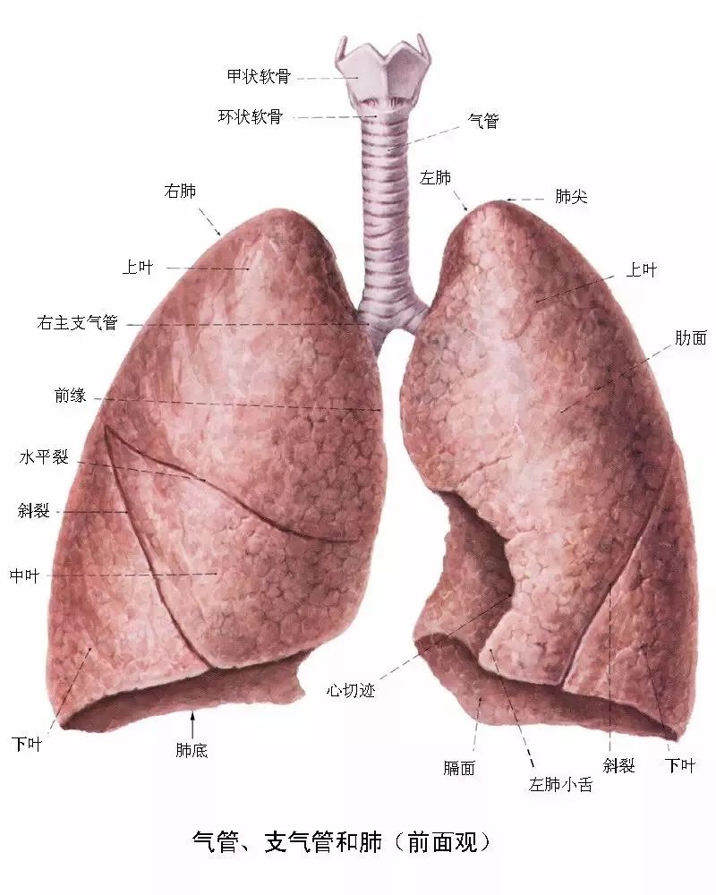 临床医师呼吸系统核心考点笔记请查收!(附解剖图)
