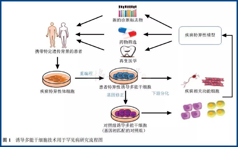 基于诱导多能干细胞技术的罕见病细胞模型及其应用