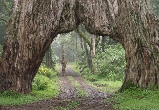 阿魯沙國家公園裡的樹門梅魯火山肥沃的火山土壤,賜予了當地咖啡舒適