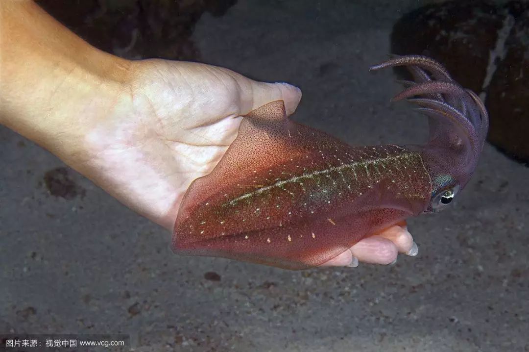 每天認識一種魚(294)丨墨魚:遊動的水中變色龍