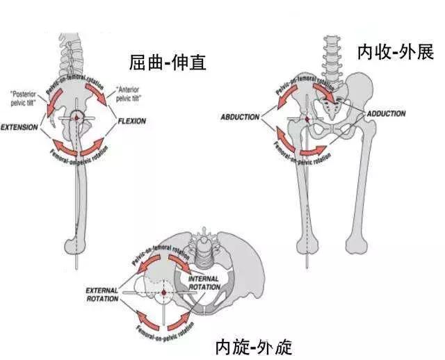 關節主要功能為負重,將軀體的重量傳達給下肢,同時能做相當範圍的前屈