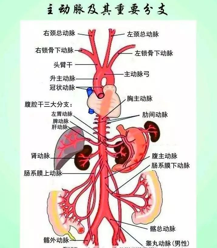 人体全身血管走向图图片