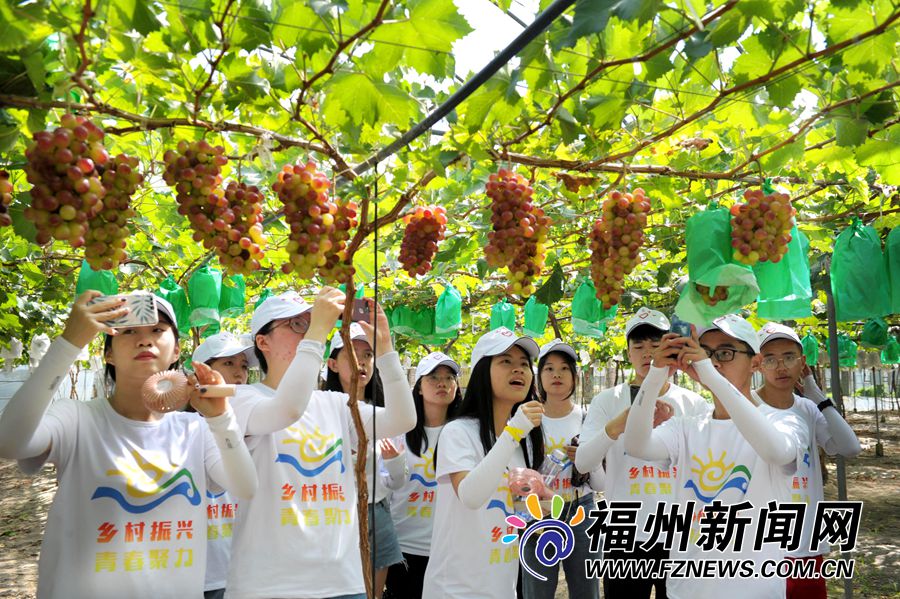 福州市北峰山区的晋安区寿山乡前洋村最大的农业采摘园——龙晶葡萄园