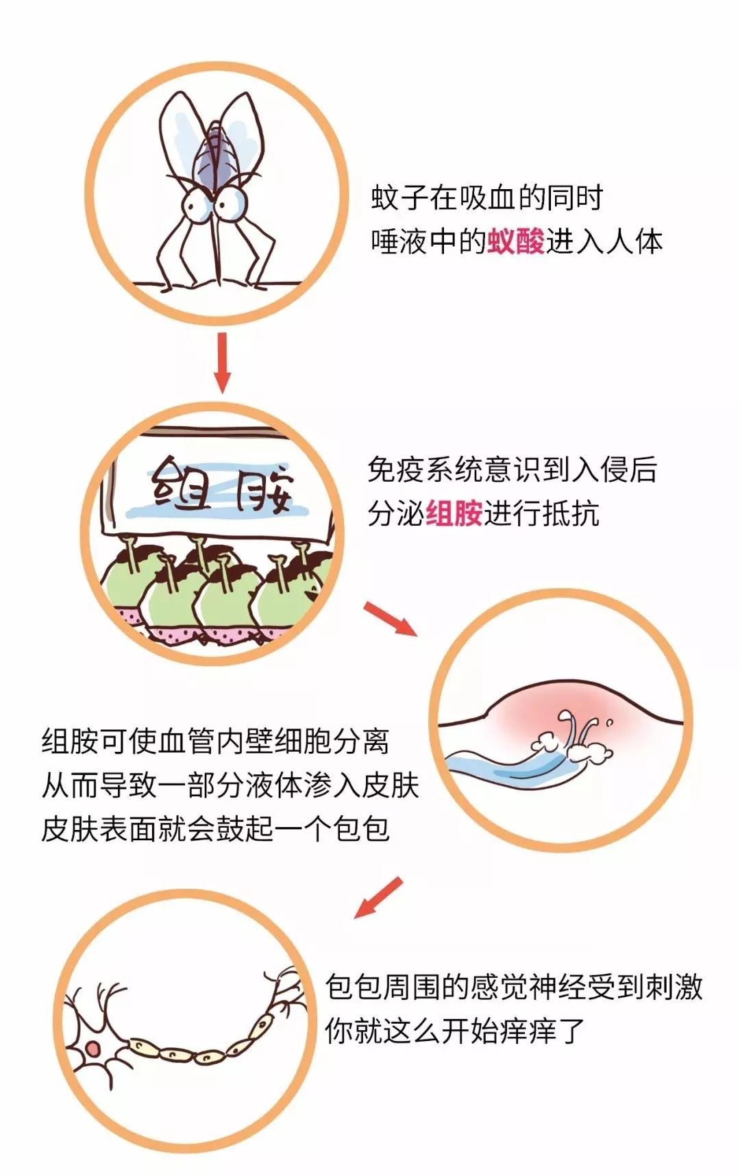 可以这么理解:蚊子块的痒,是免疫系统的过敏反应