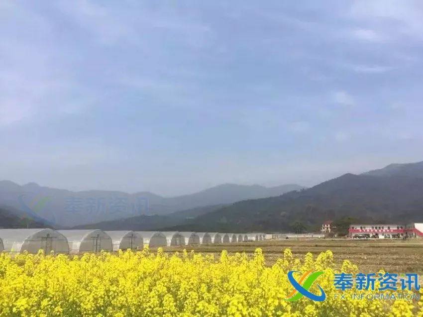 江西省彭泽县太泊湖农业综合开发区泊湖村(稻虾共作)江西省吉安县横江