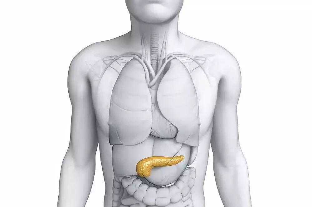 胰腺毗邻器官位置图图片