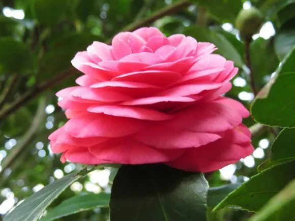 每日一花状元红茶花传统品种韵味十足