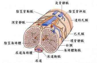 背神经阻断术,真的一切了之吗?