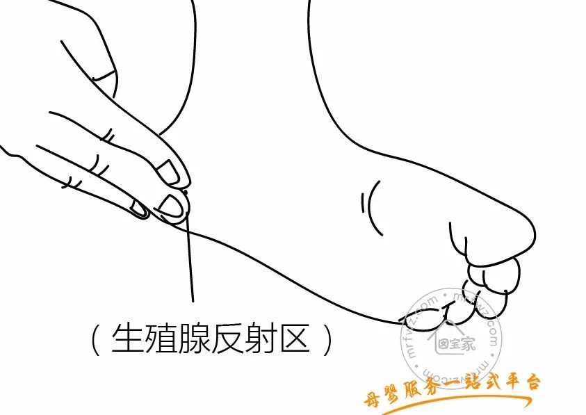 4,生殖腺反射区左脚反之直至脚心发热