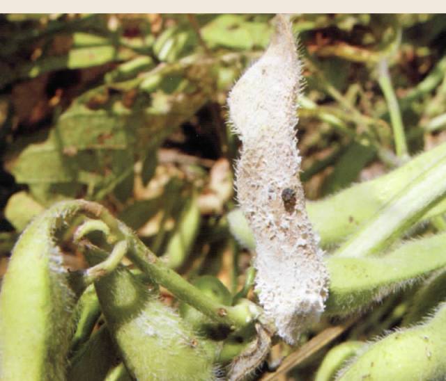 大豆菌核病主要浸染茎秆, 8月上旬开始发病大豆胞囊线虫病大豆根线虫