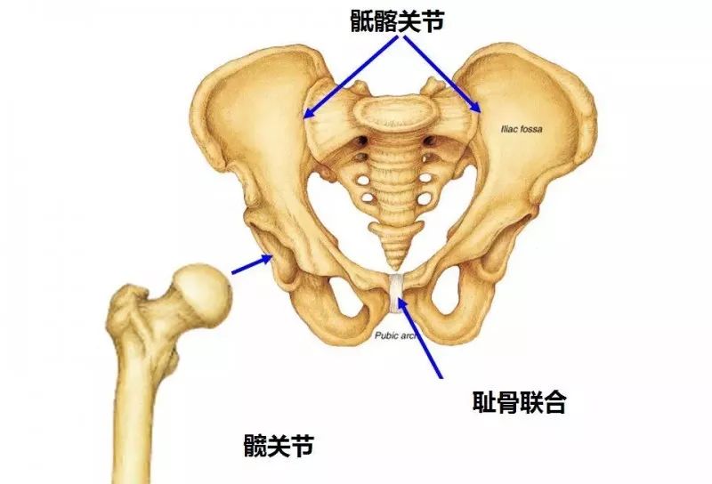 尾椎几节具体位置图片图片