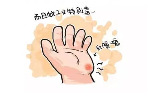 库蚊 翅膀大多无斑