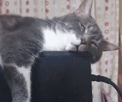 猫咪gif睡觉图片