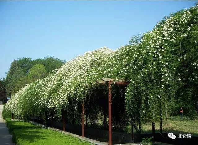 木香花[ 宋 ] 张舜民庭前一架已离披,莫折长枝折短枝