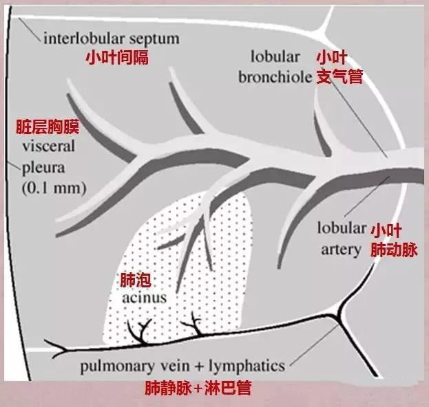 pa肺動脈,pv肺靜脈肺窗,縱隔窗氣管,支氣管右肺(內側觀)左肺(內側觀)