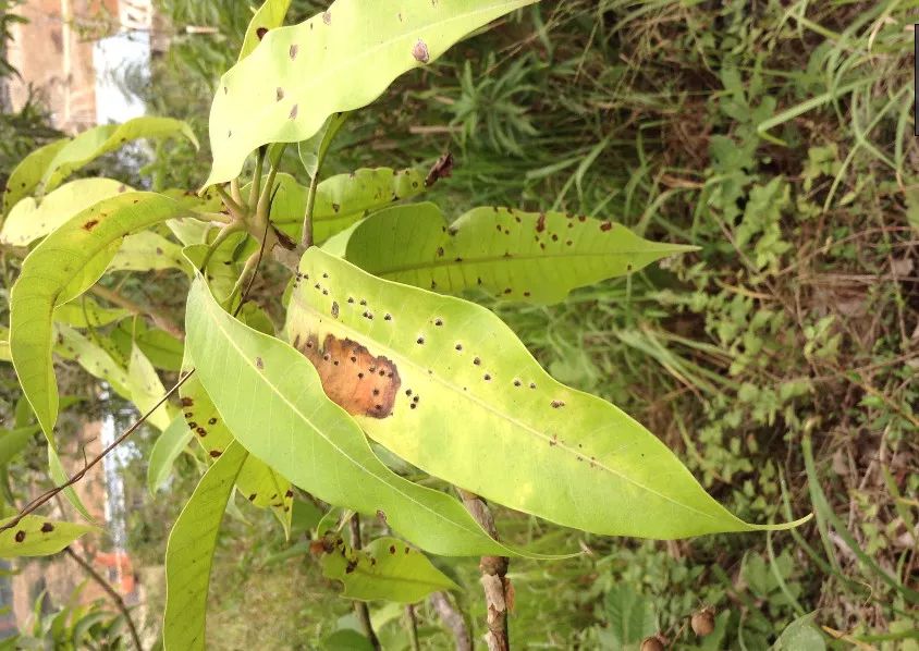 芒果茎点霉叶斑病图片