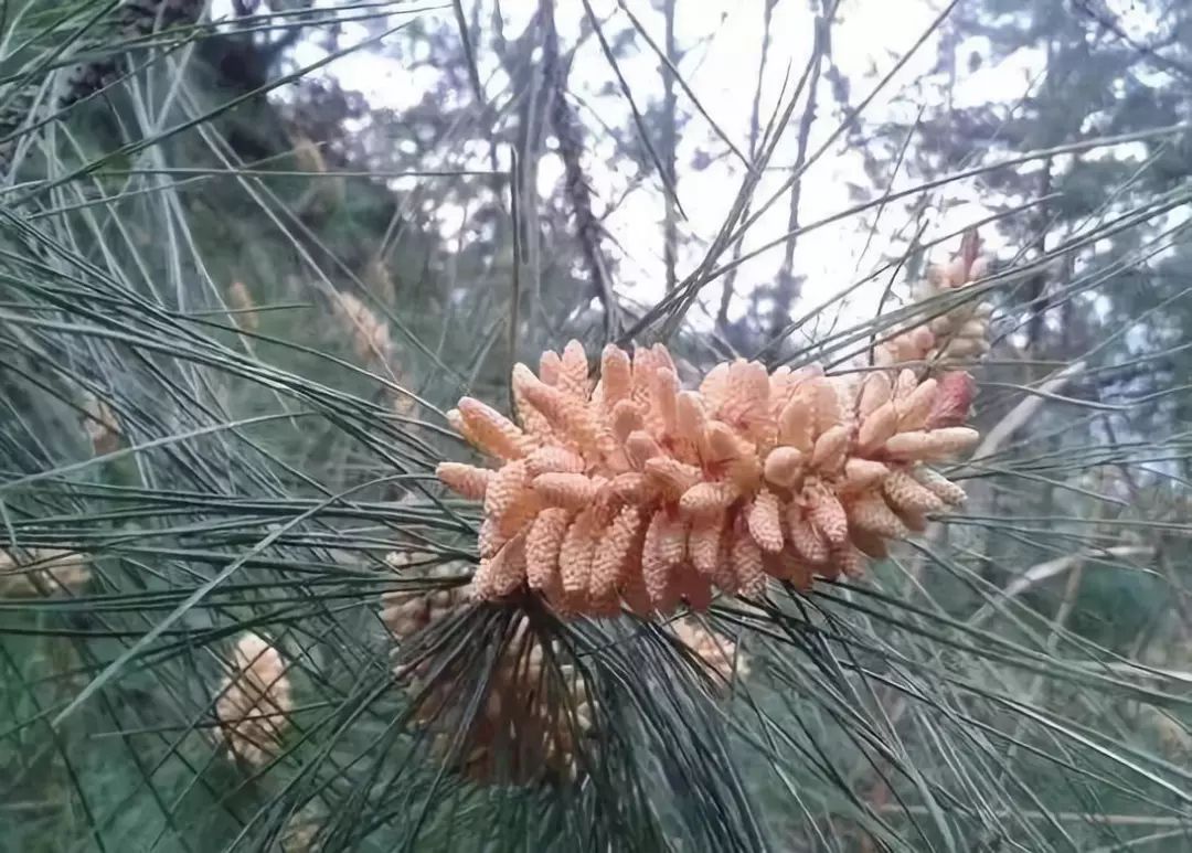 松花粉让你如松树般万古长青