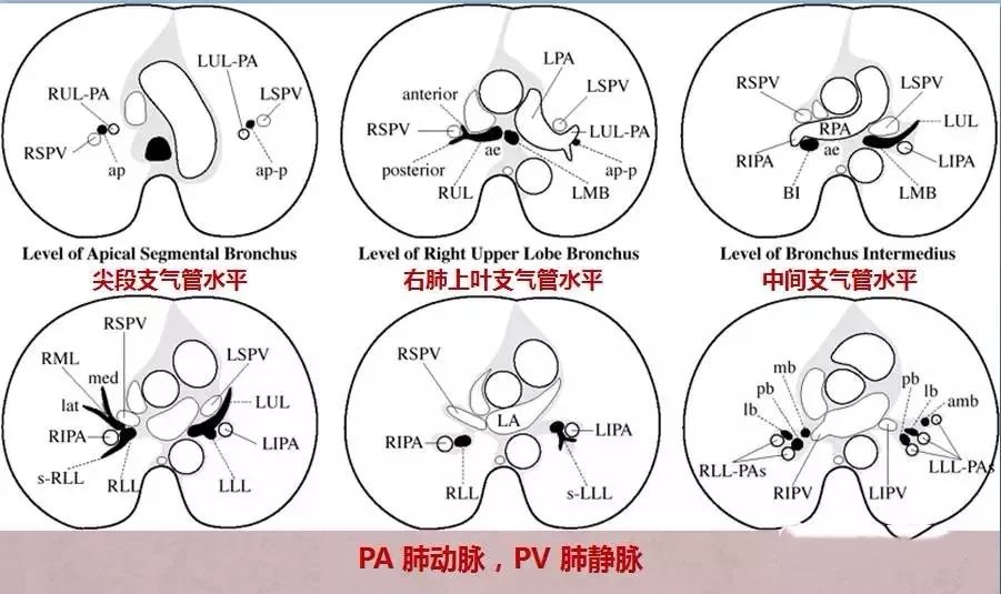 臨床醫師呼吸系統核心考點筆記請查收!(附解剖圖)