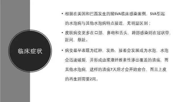 兽医技术塞内卡病毒引起的水泡病及鉴别防控