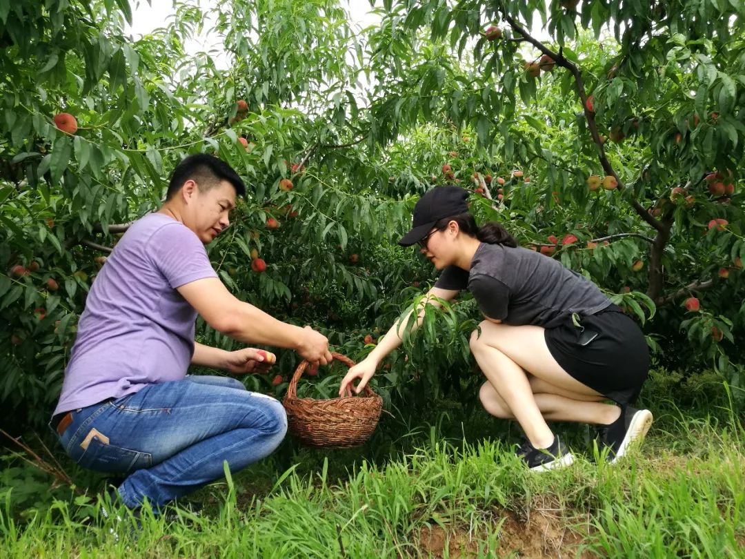 诸城人有口福啦这个地方免费送蟠桃一年四季赏花摘果