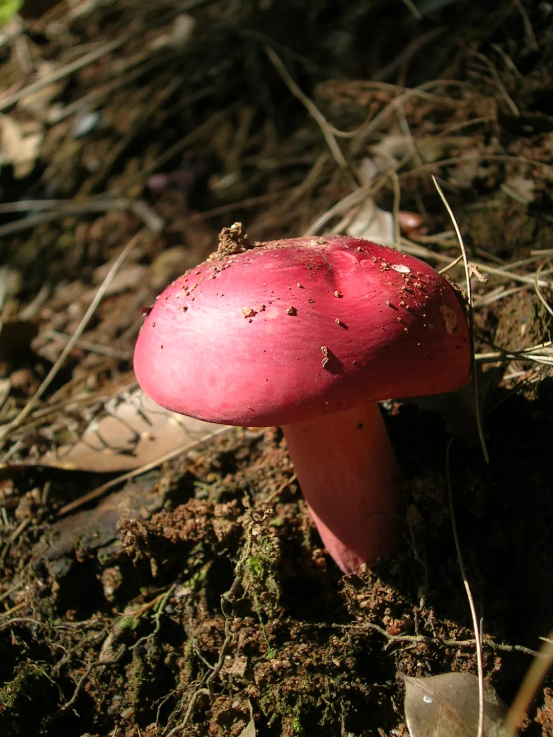 红菇蘑菇特写 免费图片 - Public Domain Pictures