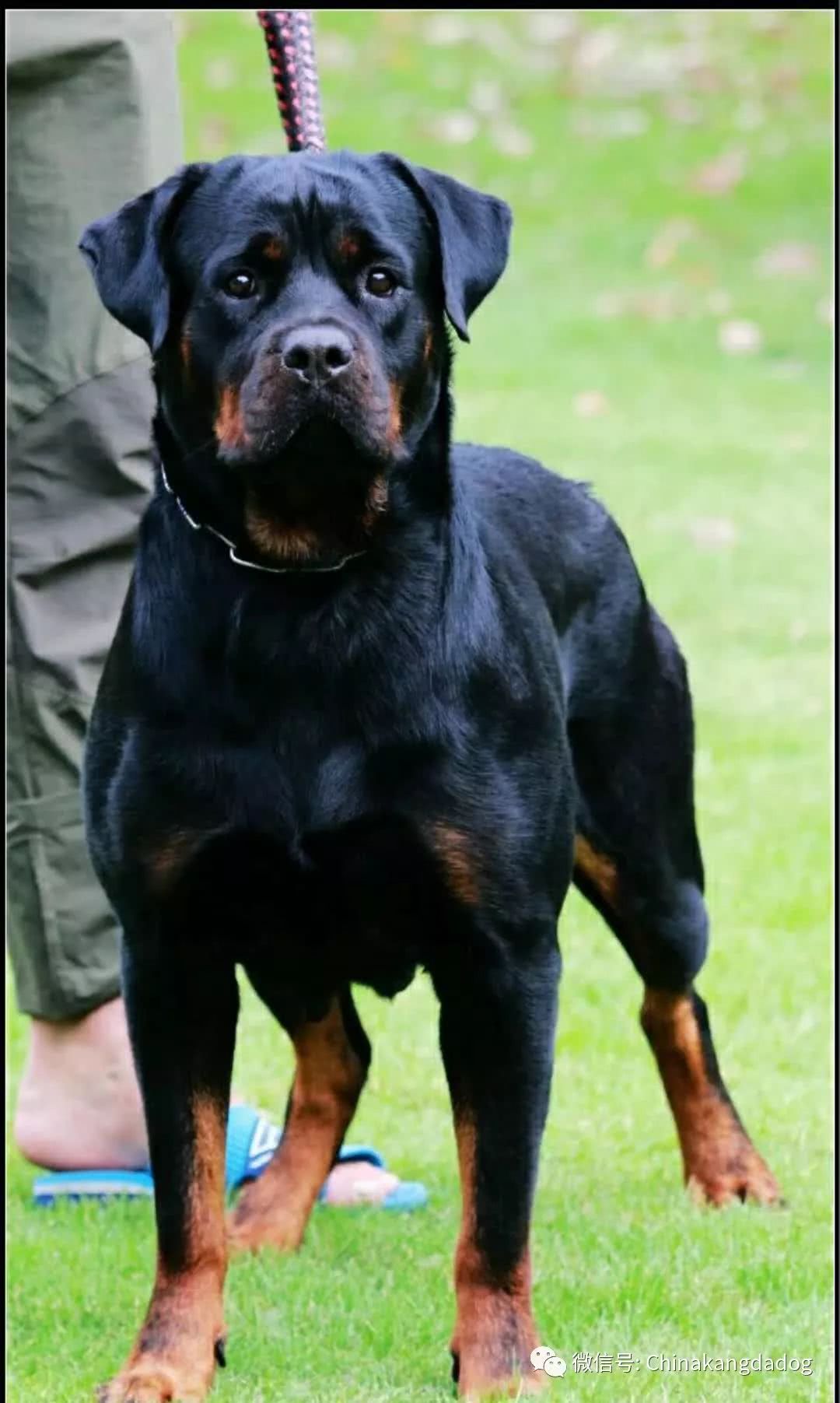 罗威纳犬纯黑图片
