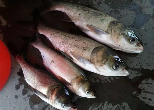 夏季气温高,钓鲢鳙要钓浮