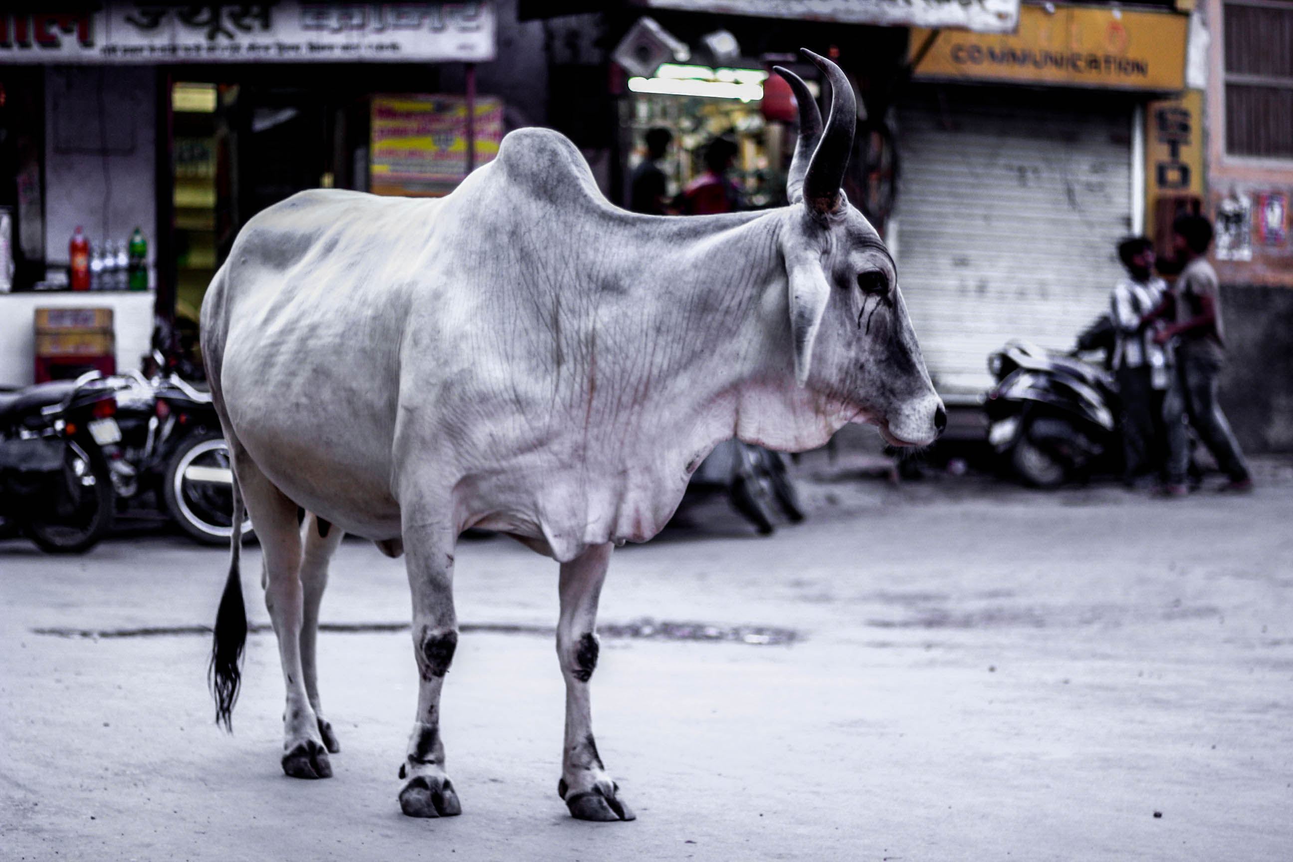 印度肉牛图片