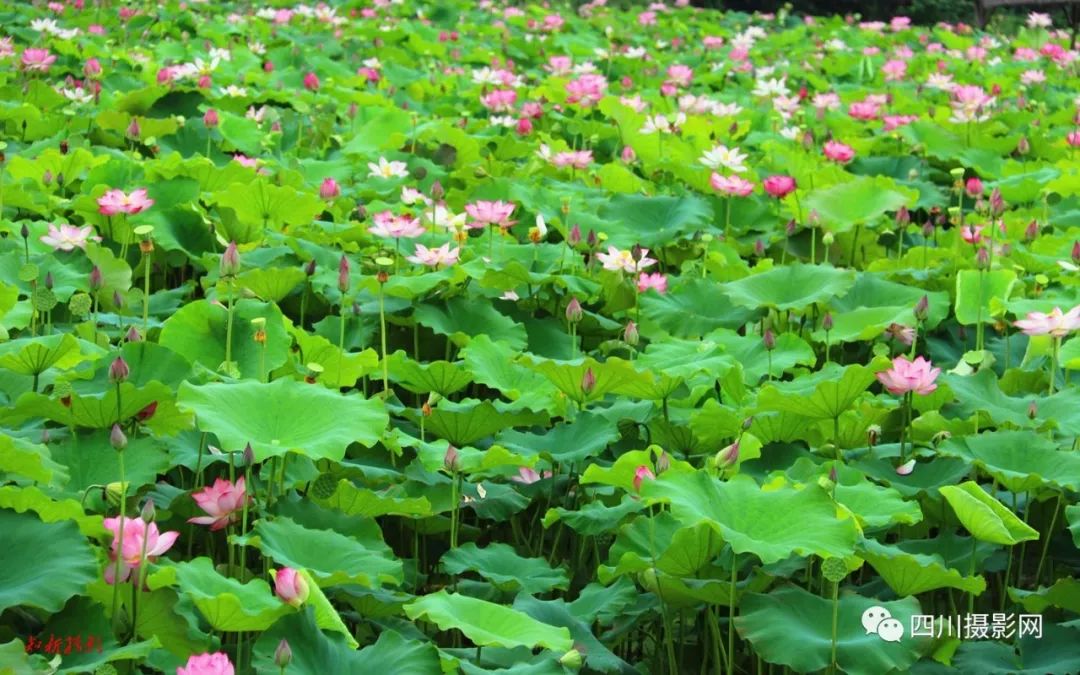 【荷花攝影賽】知新|滿池荷花競豔開